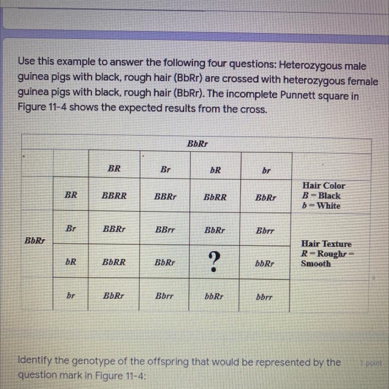 In Figure 11-4, what are the four different phenotypes of the offspring?-example-1