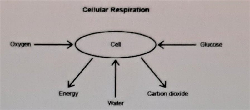 Question 5 (5 points) (04.03 MC) A student made the following diagram to represent-example-1