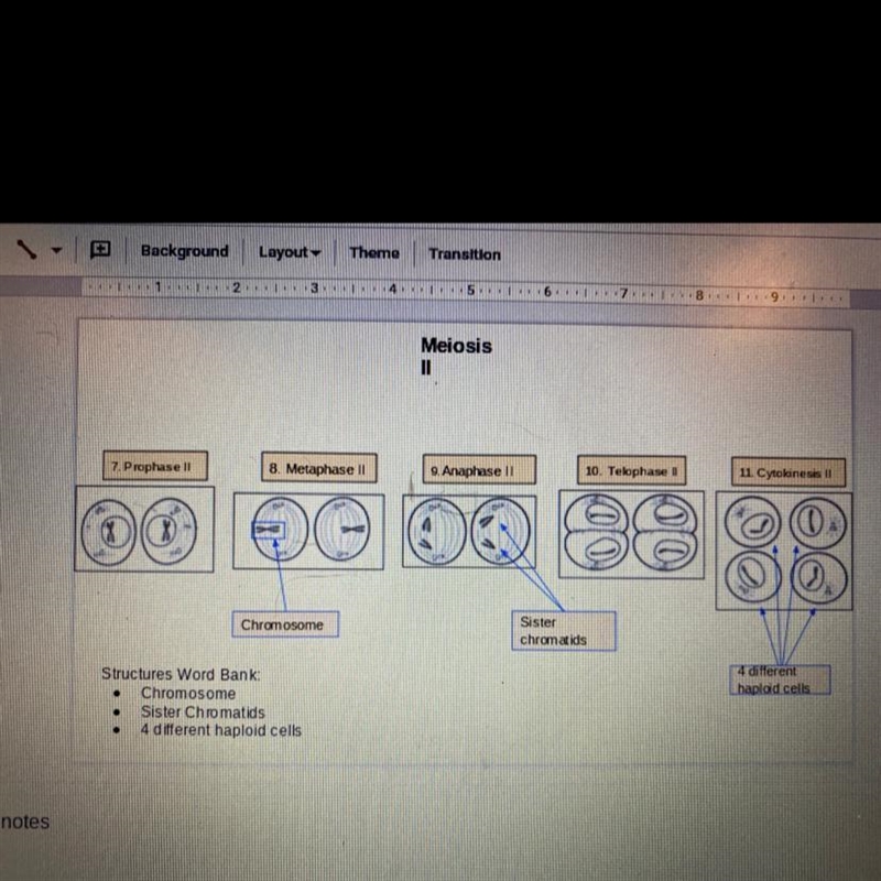 Could you tell me if the chromosomes are in the right place?-example-1