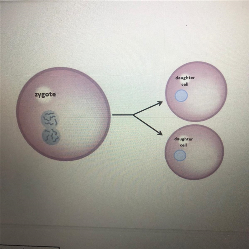 How many chromosomes will this daughter cell have?-example-1