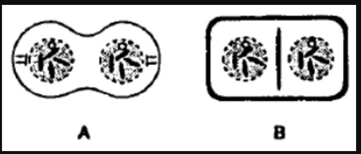 In the diagrams of mitotic cell division shown, which structure is present in diagram-example-1