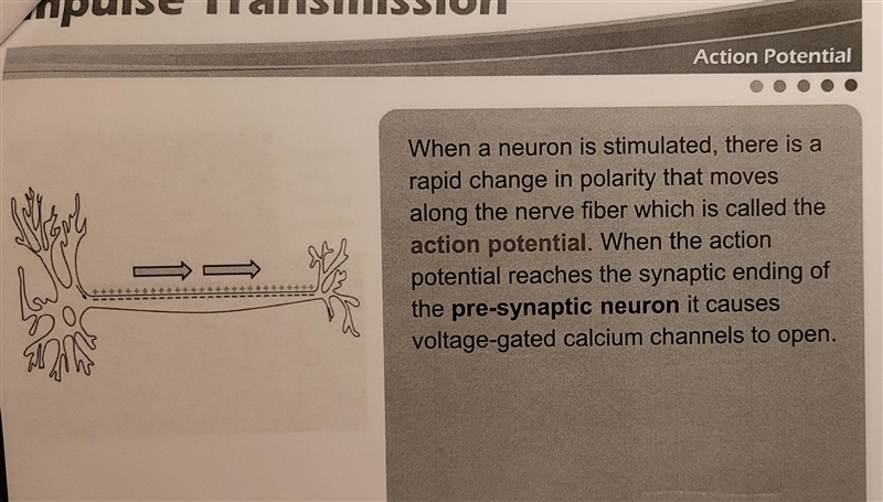 An action potential in the pre-synaptic neuron causes which ion to flow into the synaptic-example-3