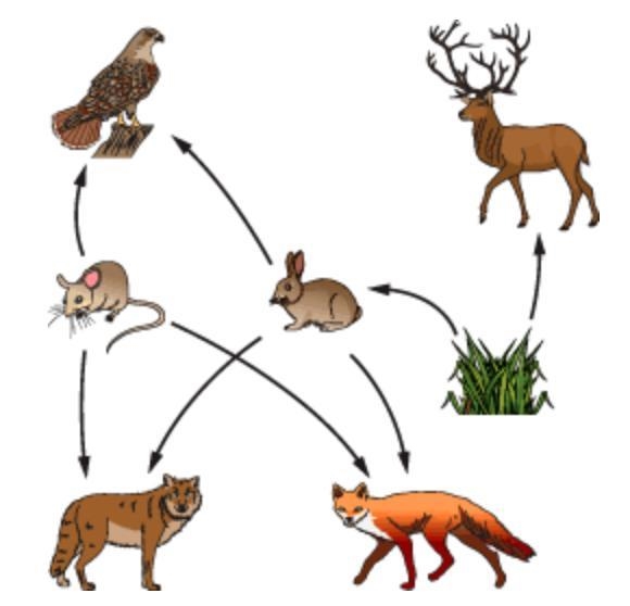 The diagram shows an example of a food web. What are common traits of the prey shown-example-1