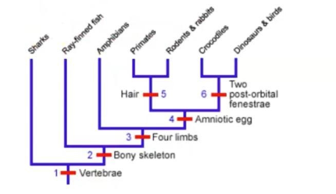 TRUE or FALSE: Hair evolved after the common ancestor of primates/rodents & rabbits-example-1