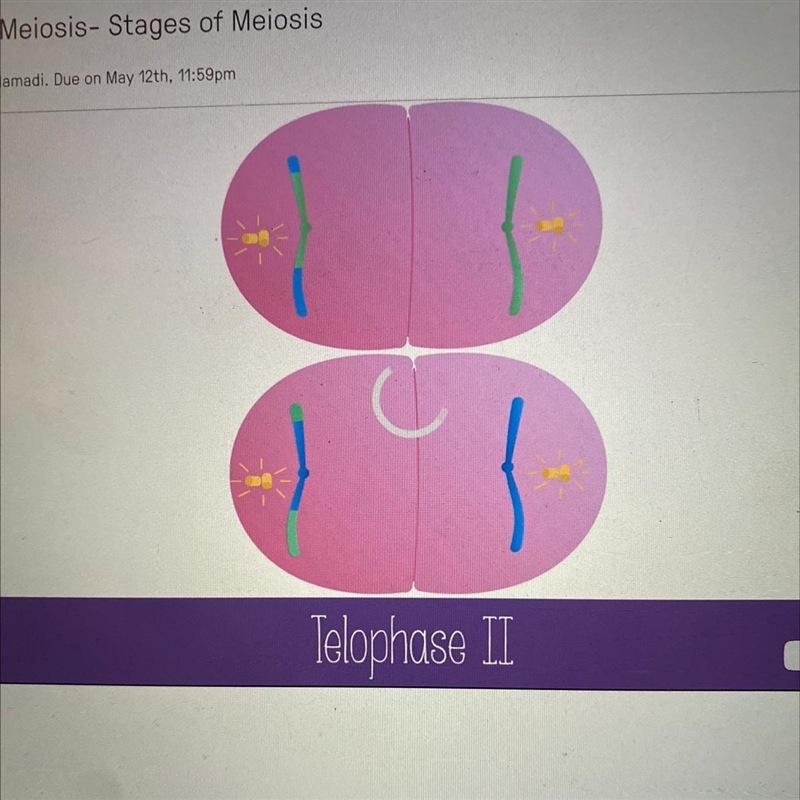 Is anaphase II similar to anaphase in mitosis? A. Yes B. No-example-1