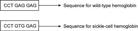 Sickle-cell anemia is caused by a mutation of one nucleotide in a gene. The type of-example-1