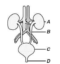 In the diagram of the human urinary system below, which letter indicates a structure-example-1