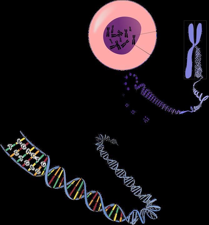 Which of the options below identify the genetic hiearchy in ascending order? A. Chromosome-example-1