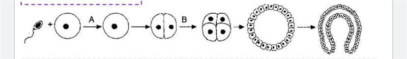 In the diagram where do you think differentiation begins to occur?-example-1