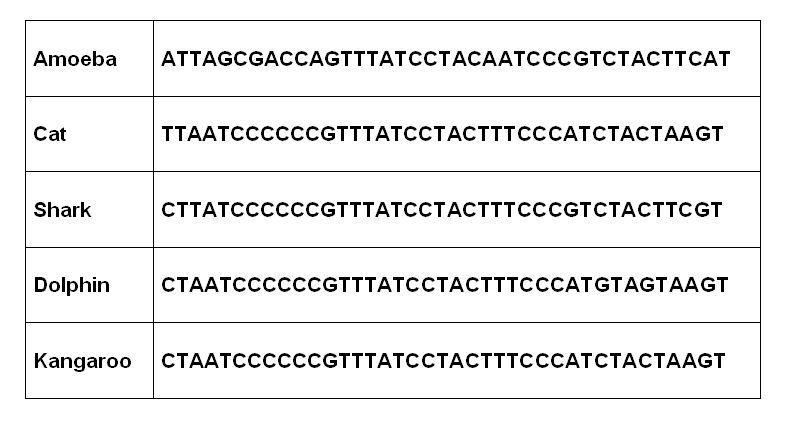 Given the following DNA sequences for cytochrome c, answer the question. In one paragraph-example-1