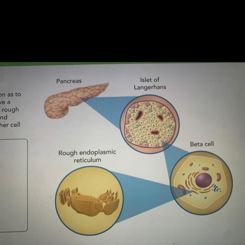 Propose an explanation as to why beta cells would have a greater concentration of-example-1