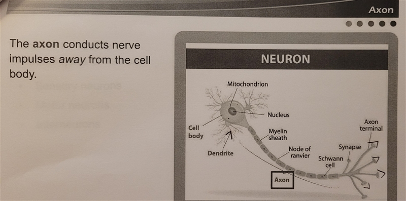 Which of the following statements is TRUE? The cell body receives messages from the-example-3