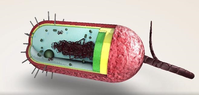 How can you tell a eukaryotic cell from a prokaryotic cell just by looking at a photo-example-1