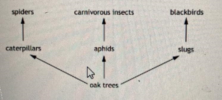 The diagram below shows part of a food web in an oak woodland. spiders carnivorous-example-1