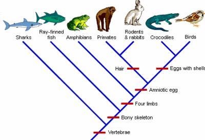 According to the cladogram, which feature is present in primates, but not amphibians-example-1