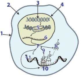 Use the image below to explain protein synthesis and the steps of transcription and-example-1