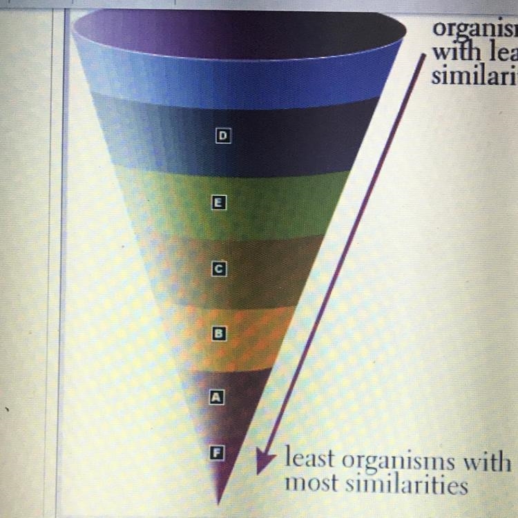 Using the picture above, place the correct letter next to each term 1. Order: 2. Genus-example-1