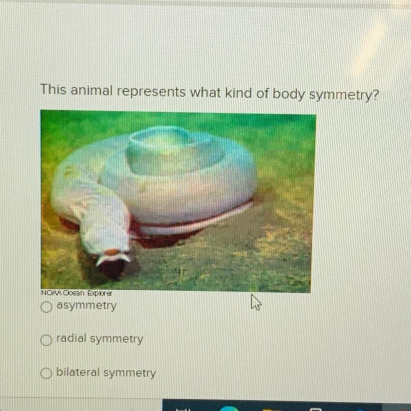 This animal represents what kind of body symmetry? - asymmetry - radial symmetry - bilateral-example-1