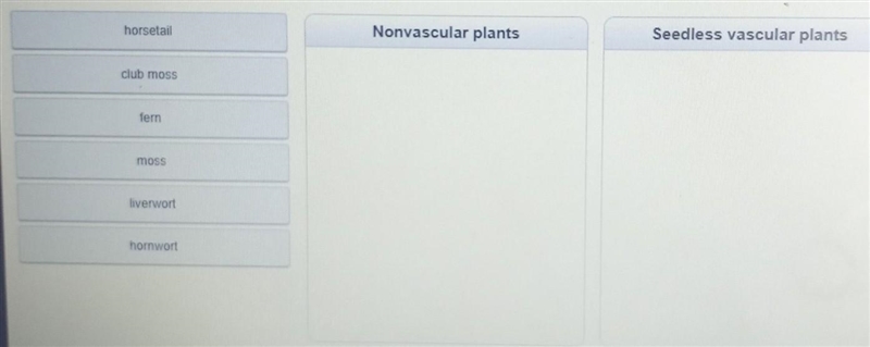 Sort each plant into the correct category. horsetail Nonvascular plants Seedless vascular-example-1