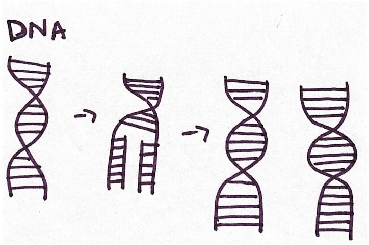 What process is being shown in the image below?-example-1