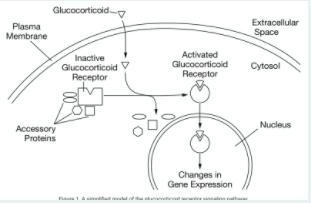 Glucocorticoids are steroid hormones that control cellular responses through several-example-1