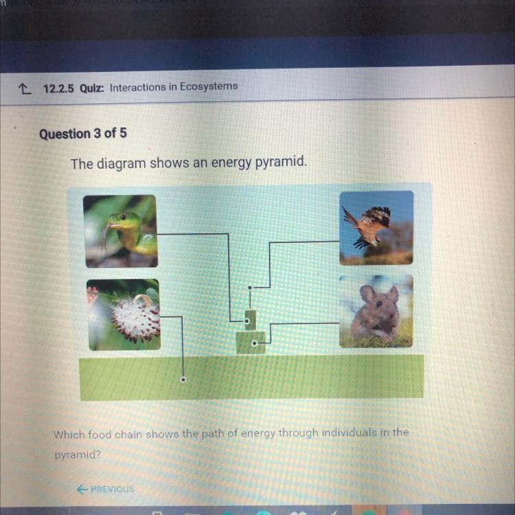 Which food chain shows the path of energy through individuals in the pyramid? O A-example-1