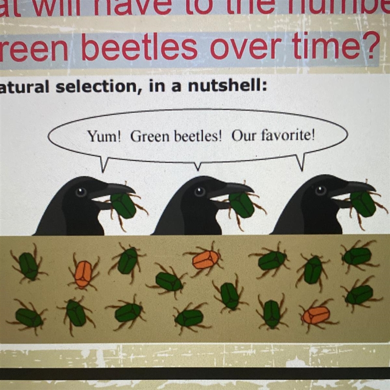 What will have to the number of green beetles over time?-example-1