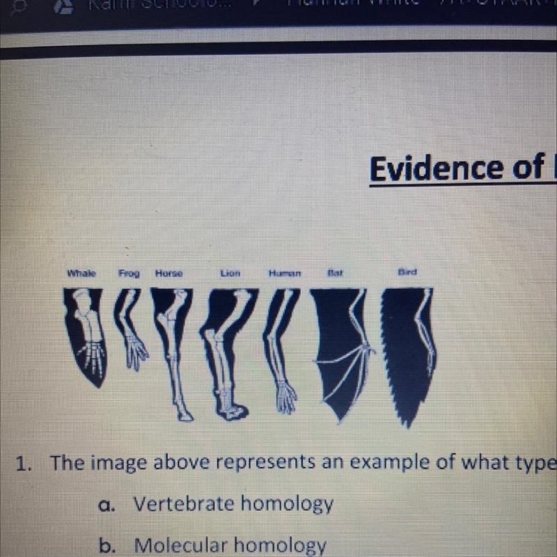 Whale Frog Horse Lion Human Bat Bird R 1. The image above represents an example of-example-1