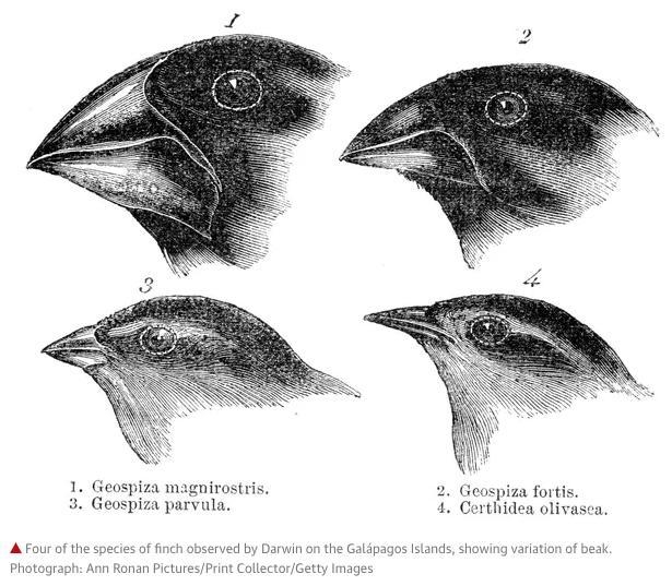 The diagram shows the differences in beak shape among different finch species. Which-example-1