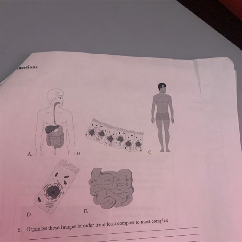 6. Organize these images in order from least complex to most complex-example-1