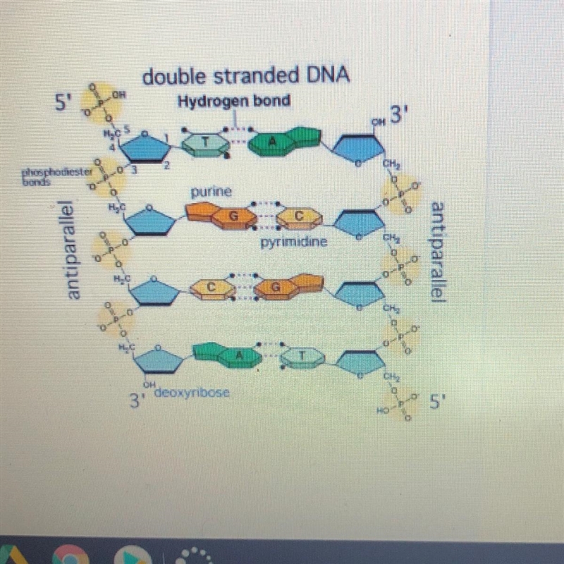 6) Look at the picture to the right. Which do you think are stronger: phosphodiester-example-1