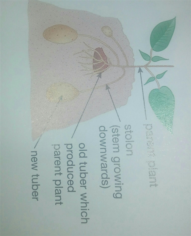 A diagram shows a potato producing new tubers. Buds on the parent plant grow into-example-1