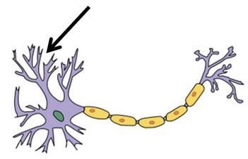 Which part of the neuron below is indicated by the arrow, and what is its function-example-1