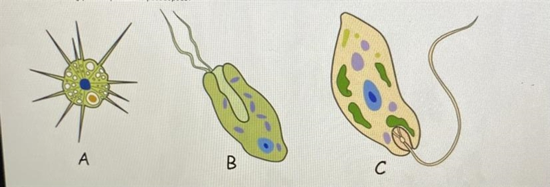 HELP ASAP 6. Which of the following protists possesses pseudopods?-example-1