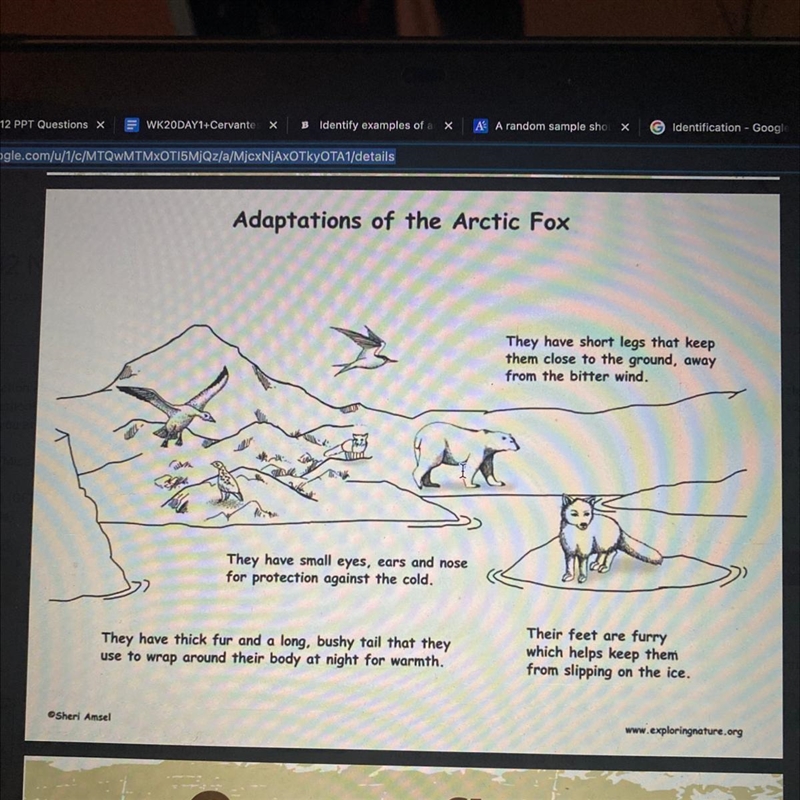 Identify examples of adaptation in organisms (Do not use the artic fox example)-example-1