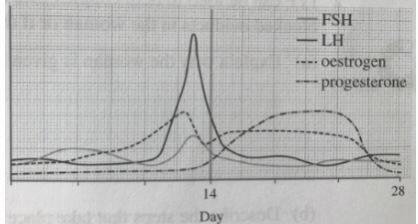 This diagram shows the menstrual cycle. Explain whether the female is pregnant. Please-example-1