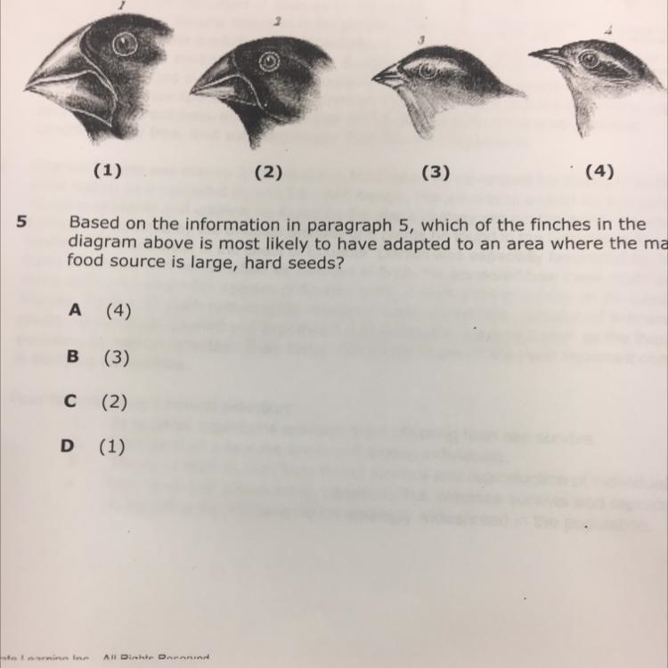 Which of the finches in the diagram above is most likely to have adapted to an area-example-1