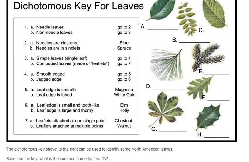 Dichotomous Leaves key-example-2