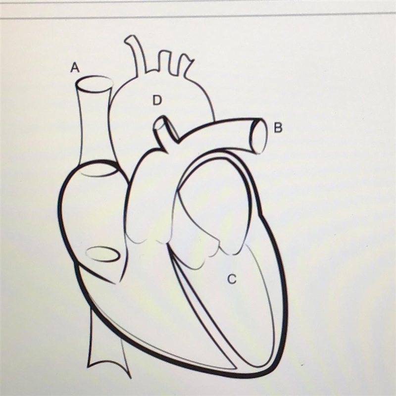 A doctor listens to a patient’s heartbeat using us that the scope and attacks an issue-example-1