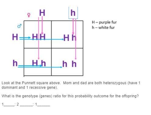 What is the genotype (genes) ratio for this probability outcome for the offspring-example-1