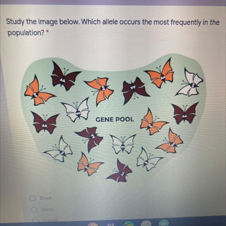 Study the image below. Which allele occurs the most frequently in the population? 1.black-example-1