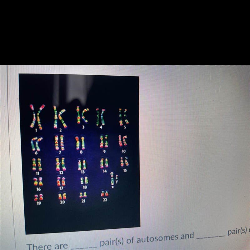 There are _____ pair(s) of autosomes and _____ pair(s) of sex chromosomes in a human-example-1