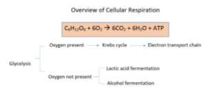 Plz help quickly: The diagram below shows the ways cells can release energy from food-example-1