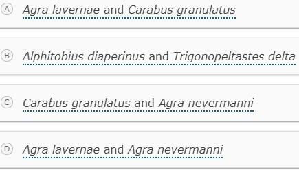 A student studied drawings of the following five insects from the order of Coleoptera-example-1