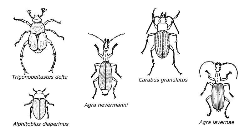 A student studied drawings of the following five insects from the order of Coleoptera-example-2