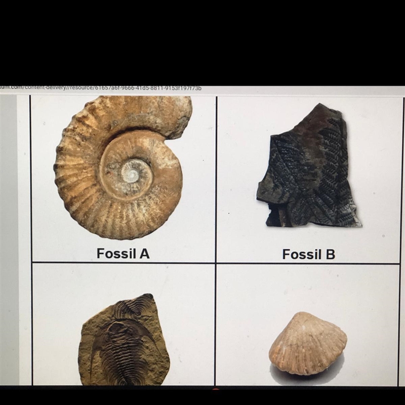 Someone pls help me Part A: Collect Data Question 1 Closely examine each fossil . Then-example-1