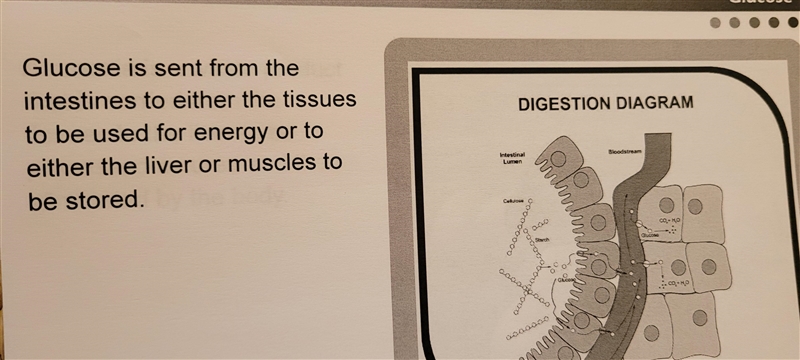 Which of the following is sent from the intestines to the tissues, liver, or muscles-example-1