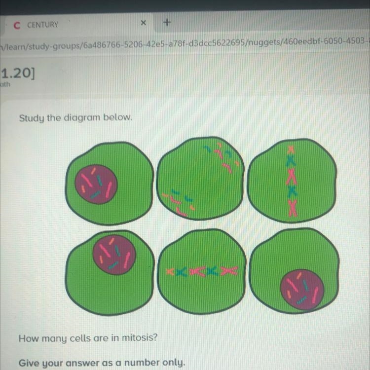 How many cells are in mitosis? Give your answer as a number only. I DON'T KNOW-example-1