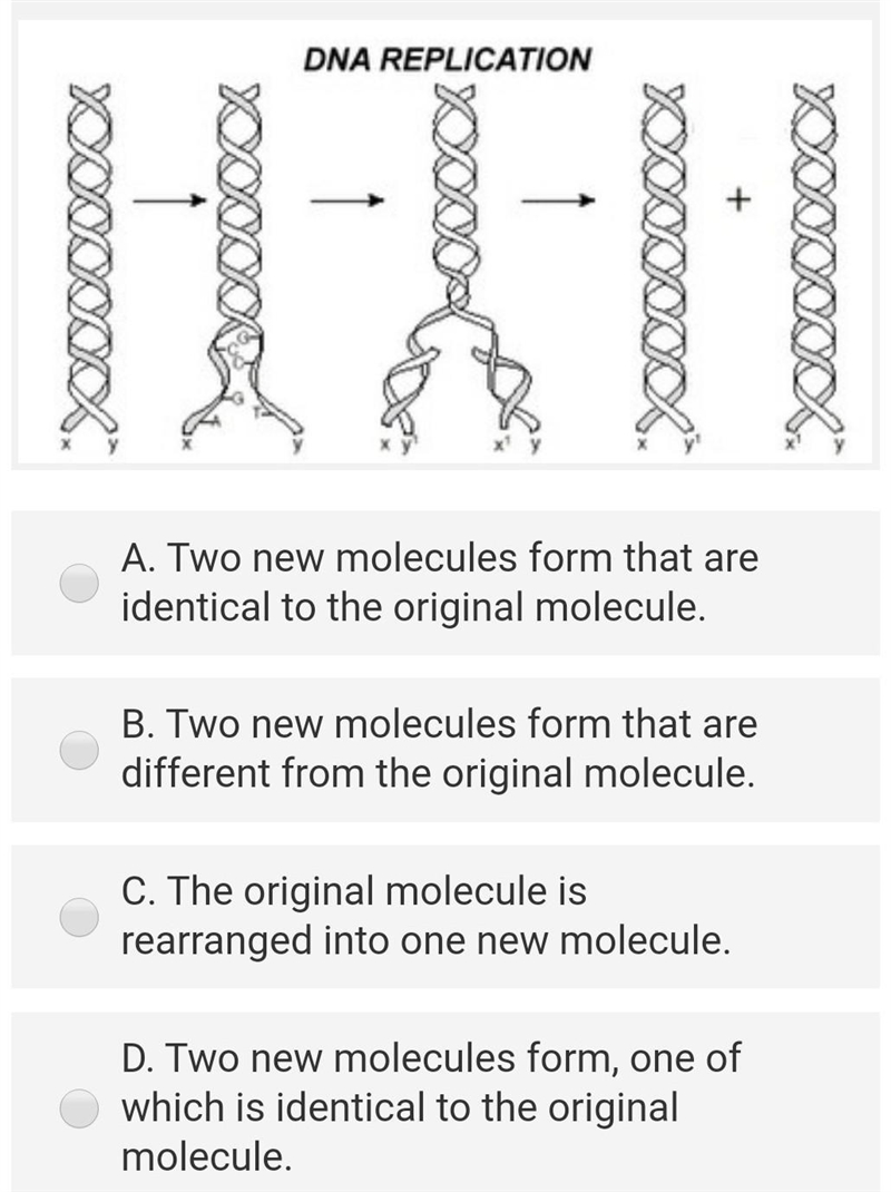 The diagram below shows DNA replication. Which of the following statements about the-example-1