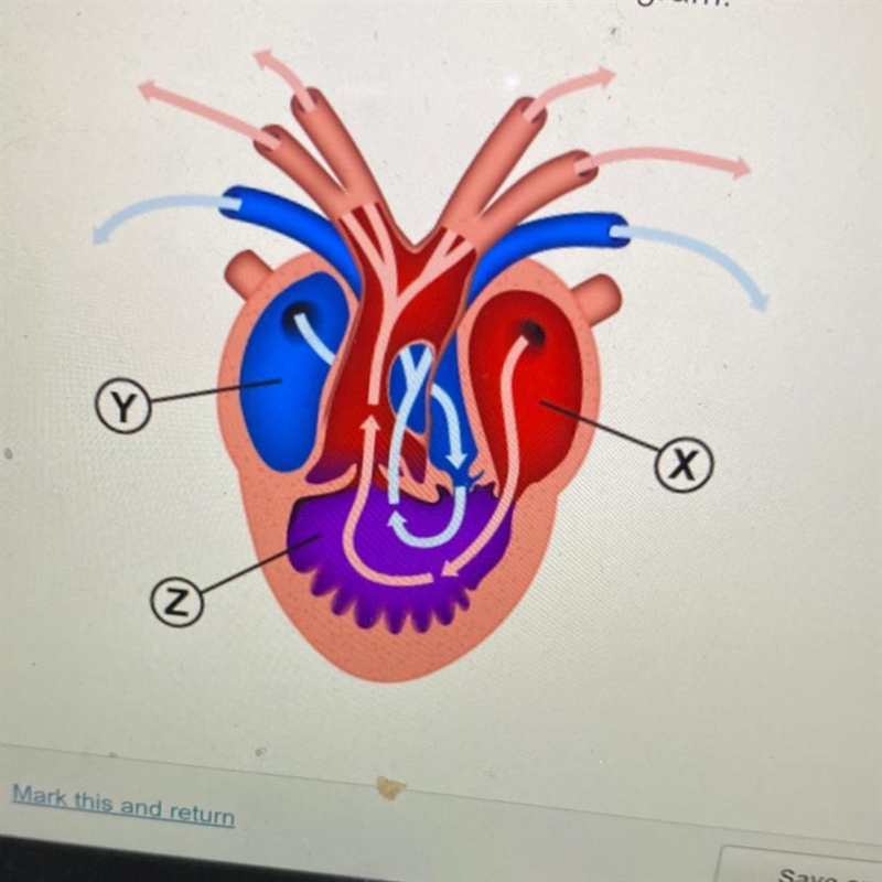 An amphibian heart is shown in the diagram which statement best describes the three-example-1